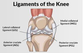 Best Knee Ligament Surgeon In Rewa