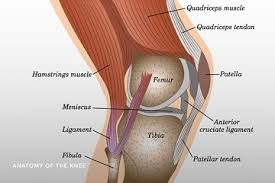 Best Knee Ligament Surgeon In Sagar